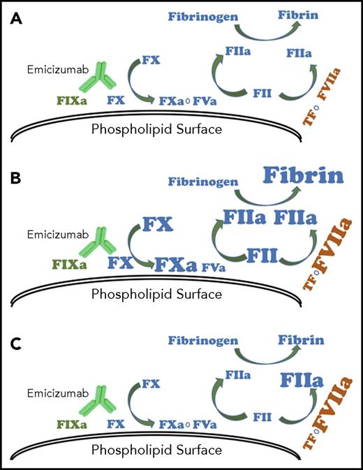 Figure 2. Model for effect of bypassing agents with emicizumab. (A) Emicizumab mimics the function of coagulation FVIIIa in hemostasis. With repeated doses of activated prothrombin complex concentrates, (B) intrinsic, extrinsic, and common pathway procoagulant proteins can accumulate, resulting in exaggerated thrombin generation and fibrin formation. Recombinant FVIIa, because of its short half-life, is unlikely to accumulate and (C) drives increased thrombin generation only through the extrinsic pathway.