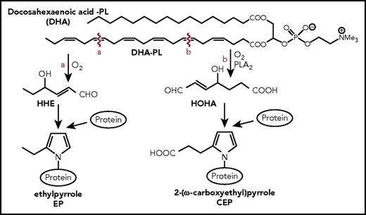 Figure 1. Schematic representation CEP and EP formation. PLA2-catalyzed hydrolysis of DHA generates HOHA, which, in turn, produces CEP–protein derivatives through condensation with the primary amino groups of protein lysyl residues, as was described previously.18 A structurally similar protein modification, EP, is generated through the alternative oxidative cleavage of DHA to give 4-hydroxyhex-2-enal followed by condensation of 4-hydroxyhex-2-enal with the ε-amino group of lysyl residues. Compared with CEP, this modification lacks a carboxyl group. HHE, 4-hydroxyhexenal; HOHA, 4-hydroxy-7-oxo-hept-5-eonate.
