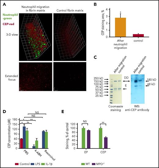 Figure 3. Neutrophil migration generates CEP formation. (A) Neutrophils were isolated from human blood and labeled with green fluorescent dye PKH67. Fibrin gel supplemented with 1% fetal bovine serum and 100 ng/mL LPS was polymerized in a Boyden chamber. Labeled neutrophils were plated on top of the fibrin gel in the lower chamber. Migration was initiated by adding 100 nM FMLP to the upper chamber. After 18 hours, the gel was fixed and stained with anti-CEP antibody (red). Control fibrin gel was incubated without neutrophils. (B) Quantification of intensity of CEP staining of 15 fields in 3 samples was detected by confocal microscopy. (C) Separated samples after migration were digested using plasmin and analyzed by SDS-electrophoresis and western blot using anti-CEP antibody. DD- fragment of fibrin (180 kDa). E-fragment of fibrin (55 kDa). (D) CEP formation was inhibited in the presence of MPO inhibitor, 4-ABH, but was not affected by eosinophil peroxidase inhibitor, resorcinol. (E) Accumulation of CEP but not EP is aided by MPO. Wounded tissues were collected from WT and MPO-deficient mice and stained for EP and CEP. *P < .05; **P < .01. LPS, lipopolysaccharide.