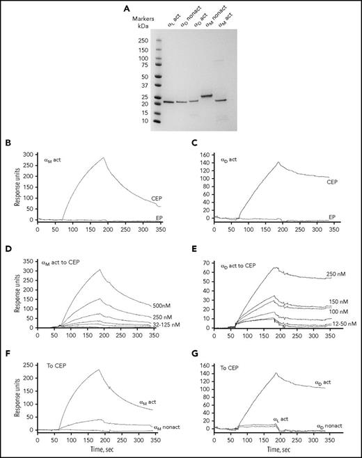 Figure 5. Isolated αM and αD I-domains directly bind to CEP in surface plasmon resonance assays. (A) SDS-PAGE of generated I-domains. The I-domains αL active (G127-Y307), αD nonactive (P128-S323), αD active (D122-K314), αM nonactive (Q119-E333), and αM active (E123-K315) were isolated from soluble fractions of Escherichia coli lysates, purified using affinity chromatography, and their purity assessed by SDS-PAGE on 4% to 20% gradient gel under reducing conditions followed by staining with Coomassie Blue. (B-G) Representative profiles of the SPR responses for αM (B) and αD (C) binding to the immobilized CEP-BSA and EP-BSA. Binding of αM I-domain (D) and αD I-domain (E) in active conformation (concentrations ranging from 16 to 500 nM) to CEP-BSA coupled to the CM5 chip. (F) αM I-domain in nonactive conformation has significantly reduced binding to CEP-BSA. (G) αD I-domain in nonactive conformation and αL I-domain in active conformation demonstrate very low binding to CEP-BSA. PAGE, polyacrylamide gel electrophoresis; SPR, surface plasmon resonance.