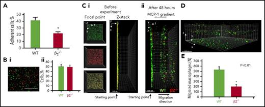 Figure 6. CEP-dependent macrophage migration in a 3D matrix. (A) Thioglycollate-induced peritoneal macrophages were isolated from WT or β2−/− mice and their adhesion to CEP was evaluated as described for Figure 4. (Bi) Isolated WT and β2−/− macrophages were labeled with green (WT) or red (β2−/−) fluorescent dyes. Cells were mixed in equal number and the similar amounts of cells were verified by cytospin of mixed cells. Bar represents 400 μm. (Bii) The cell number was calculated by Image Analysis Software (EVOS, Thermo Fisher) using 5 random fields. (C-E) Thrombin-treated fibrinogen forms a 3D polymerized gel in a Boyden chamber. (Ci) Labeled cells were plated on 3D polymerized fibrin in transwell inserts. Migration of macrophages was stimulated by 30 nM MCP-1 added to the top of the gel. (Cii and D) After 48 hours, migrating cells were detected by a Leica Confocal microscope The first 30 μm of the gel from the starting point (where many nonmigrated cells reside) is not shown to reduce a gradient of brightness intensity for the sample. (E) The results were analyzed by IMARIS 8.0 software and plotted. Statistical analyses were performed using Student paired t tests (n = 4 samples per group). Bar represents 500 μm.