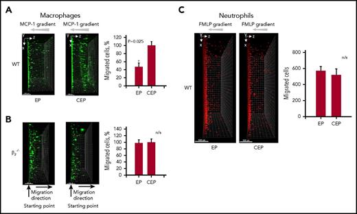 Figure 7. CEP supplemented in 3D fibrin matrix increases macrophage migration, but not neutrophil migration. Thrombin-treated fibrinogen forms a 3D polymerized gel in a Boyden chamber. Thioglycollate-induced WT (A) or β2−/− (B) peritoneal macrophages were labeled with PKH67 green fluorescent dye and plated on the gel. Macrophage migration was stimulated with 30 nM MCP-1. A total of 9 µM EP (left) or CEP (right) was incorporated in the gel during polymerization. Results were evaluated in 4 to 6 samples per group (9 field of view per sample), analyzed by IMARIS 8.0 software, and plotted. (C) Neutrophils were labeled with PKH26 red fluorescent dye and plated on fibrin matrix with incorporated CEP or EP. The migration was detected after 24 hours as described for macrophages. The first 30 μm of the gel from the starting point (where many nonmigrated cells reside) is not shown to reduce a gradient of brightness intensity for the sample. Statistical analyses were performed using Student paired t tests (n = 4 per group). Bar represents 500 μm.