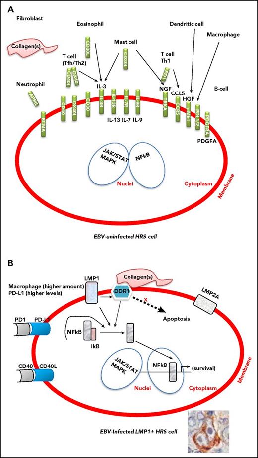 Figure 1. Interactions between the tumor microenvironment and HRS cells in EBV-uninfected and EBV-infected cHL. The presence of enhanced immunosuppressive features, such as higher numbers of M2 macrophages and elevated expression levels of PD-L1, in EBV-related cHL should make EBV-related cHL more susceptible to checkpoint blockade. (A) The inflammatory/immune cell infiltrate of the tumor microenvironment and the molecules that support the growth and survival of HRS cells. (B) The contribution of LMP1, LMP2a, DDR1, PD-L1, and CD40 to the survival of HRS cells. Constitutive activation of NF-κB and JAK/STAT signaling pathway is the molecular hallmark of HRS cells. The expression of EBV-LMP1 is thought to contribute to activation of the NF-κB and JAK/STAT pathway.