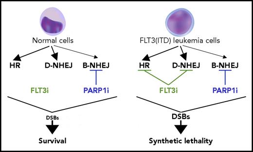 Figure 1. Proposed model of FLT3i-guided synthetic lethality triggered by PARP1i in FLT3(ITD)-positive AML cells. Synthetic lethality arises when a combination of deficiencies in the expression of 2 or more genes leads to cell death, whereas a deficiency in only 1 of these genes does not. FLT3i downregulates the expression of multiple genes involved in DSB repair causing HR and D-NHEJ deficiency in FLT3(ITD)-positive leukemia cells but not in normal counterparts. This effect causes PARP1i-triggered accumulation of toxic DSBs and synthetic lethality in leukemia cells, whereas normal cells are spared.