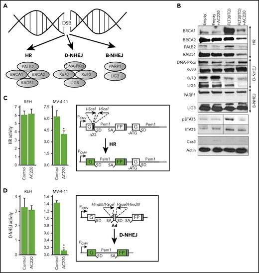 Figure 2. FLT3i AC220 downregulated HR and D-NHEJ proteins and inhibited HR and D-NHEJ activity. (A) DSB repair pathways and some key proteins. (B) Western blot analysis of the indicated proteins in parental BaF3 cells transfected with empty plasmid (Empty) and in those expressing FLT3(ITD) after a 24-hour incubation with 10 nM AC220 or vehicle in the presence of IL-3. Cells were nucleofected with linearized plasmids containing HR (C) or D-NHEJ (D) reporter cassette and pDsRed plasmid (transfection efficiency control). HR or D-NHEJ event restores functional GFP expression. After 72 hours, GFP+/DsRed+ cells in DsRed+ cells were analyzed by flow cytometry to assess HR and D-NHEJ activity in untreated (Control) and AC220-treated (10 nM) REH cells and MV-4-11 cells. Results represent mean (percentage) ± SD of GFP+/DsRed+ cells in DsRed+ cells from triplicates per sample. *P = .02, **P < .001, 2-tailed Student t test.
