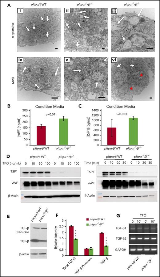 Figure 6. Pitpα−/−/β−/−MKs have abnormal α-granule biogenesis and defects in α-granule storage. (A) Electron microscope analysis of pitpα−/−/β−/− MKs showing α-granules (Ai-iii). WT MKs have electron-dense α-granules at 15 000× (Ai), while pitpα−/−/β−/− MKs have enlarged, empty α-granules at 15 000× (Aii) and 40 000× (magnified view; Aiii). Arrows point to α-granules. WT MKs contain electron-dense MVBs (Aiv), while pitpα−/−/β−/− MKs have enlarged, less electron-dense MVBs (Av). An example of massively enlarged MVBs (arrows) in pitpα−/−/β−/− MKs (Avi). While not representative, MVBs of this size were noted occasionally. These are significantly larger compared with a typical enlarged pitpα−/−/β−/− MK MVB (red arrowheads). All scale bars represent 500 nm. (B-C) ELISA quantification for TSP1 (B) and vWF (C) in MK CM. *P < .05, **P < .005, and ***P < .0005 when compared with control group as determined by Student t test. (D) Western blot analysis of pitpα−/−/β−/− MKs lysates probing for major α-granule components, TSP-1 and vWF. (E) Levels of TGF-β precursor propeptide and cleaved TGF-β monomers in pitpα−/−/β−/− and pitpα/β WT littermate control MKs lysates were examined by western blot. (F) Densitometry quantification of TGF-β expression detected by western blot (n = 3). (G) Semiquantitative reverse-transcription PCR analysis of TGF-β1 and TGF-β2 expression in littermate control and pitpα−/−/β−/− MKs.