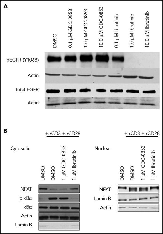 Figure 5. GDC-0853 lacks inhibition of EGFR and ITK in cells. (A) The A549 lung cancer cell line was treated with varying concentrations of BTK inhibitor to determine the effect on EGFR activation. (B) T-cell activation in healthy donor T cells following treatment with 1 µM BTK inhibitor before T-cell receptor stimulation with anti-CD3 and anti-CD28.