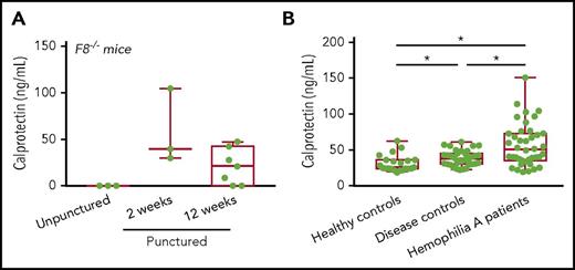 Figure 6. Increased production of calprotectin, a biomarker for inflammation, in F8−/− punctured mice and HA patients. (A) The inflammation marker calprotectin was higher in serum of F8−/− punctured mice at 2 weeks (58 ± 23 pg/mL; n = 3) and 12 weeks (21 ±7 pg/mL; n = 7) compared with unpunctured F8−/− mice, where calprotectin was not detectable (0 ± 0 pg/mL; n = 3). (B) Calprotectin levels in hemophilia A patients were 57 ± 4 pg/mL (n = 40), in healthy controls they were 32 ± 3 pg/mL (n = 23) and in disease controls they were 38 ± 2 pg/mL (n = 36) (see “Methods” for details). *P < .001.