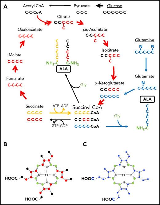 Figure 1. Labeling patterns of ALA by succinate or glucose via the TCA cycle or glutamine. (A) The TCA cycle is shown with the carbons of intermediate compounds color coded to their original source. Carbons coming from glucose via acetyl-CoA are black. These carbons become the 2 carbons distal to the amino group of ALA. Carbons from exogenously provided succinate that transit the TCA cycle once are colored red and become the 2 carbons adjacent to the glycine-derived (green) carbon and amino group of ALA. Succinate that is directly converted to succinyl-CoA by the ATP-dependent SCS reverse reaction is colored yellow. All 4 succinate carbons that enter in this fashion are incorporated into ALA. Glutamine carbons are labeled in blue. Following decarboxylation to α-KG, all 4 atoms are incorporated into ALA. If these carbons were to pass through the TCA cycle, they would label ALA as is shown in red for succinate. (B-C) Ball and stick models of protoporphyrin heme IX are shown. In both panels, carbon atoms originating from glycine are in green. (B) Carbons originating from glucose via the TCA cycle as shown in panel A are black. Because of decarboxylations during porphyrin synthesis, only 10 glucose-derived carbons can contribute to the final heme, whereas up to 16 carbons from succinate molecules that transits the cycle (red) could potentially end up in heme. (C) Carbons originating from glutamine are in blue. It should be noted that if succinate is directly converted to succinyl-CoA by the ATP-driven reverse SCS reaction, then its labeling pattern would be identical to what is shown for the glutamine-derived carbons.