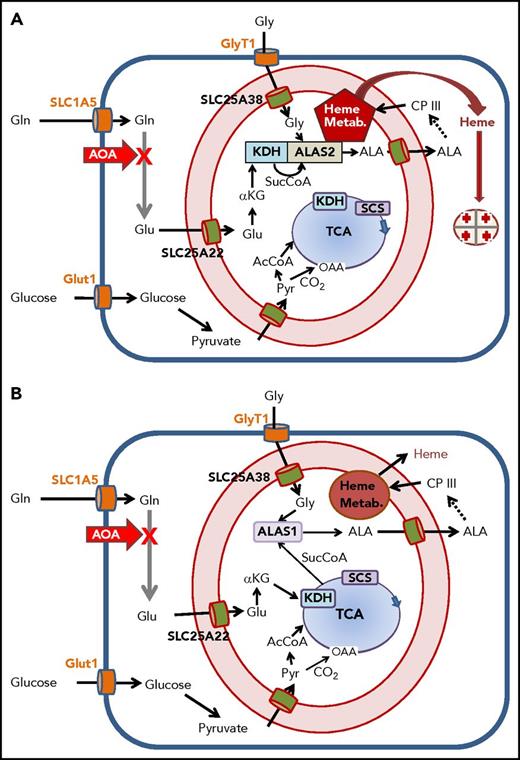 Figure 6. Overview of cellular metabolism for heme synthesis during early and late erythropoiesis. A cartoon of a cell is shown where the plasma membrane is a heavy blue line, and the mitochondrial inner and outer membranes are red with intermembrane space in light pink. Plasma membrane transporters for glucose, glycine, and glutamine are orange; mitochondrial inner membrane transporters for glutamate, glycine, ALA, and pyruvate are green. The heme biosynthetic pathway is abbreviated as a dashed arrow, but is shown in its entirety in supplemental Figure 1. Heme, the end product, exits the mitochondrial matrix following its release from FECH, but the pathway for this is currently undetermined. The TCA cycle is in blue with the enzymes KDH and SCS see text) shown boxed in the figure. The site of inhibition by AOA is illustrated with a bold red X. Multiple glutamine transaminases exist within the cell, and all are inhibited by AOA. (A) Cellular metabolism for late erythropoiesis when large quantities of heme are necessary for hemoglobinization of the developing erythron. Inside the mitochondrion are shown the pathways of glutamate to ALA with KDH in complex with ALAS2 and the previously described heme metabolon (Heme Metab.)38 as a red pentagon. (B) Cellular metabolism during early erythropoiesis when heme for cellular functions is synthesized utilizing ALAS1. Under these conditions, the amounts of heme synthesized are relatively low, and the required succinyl-CoA can be provided by the TCA cycle.