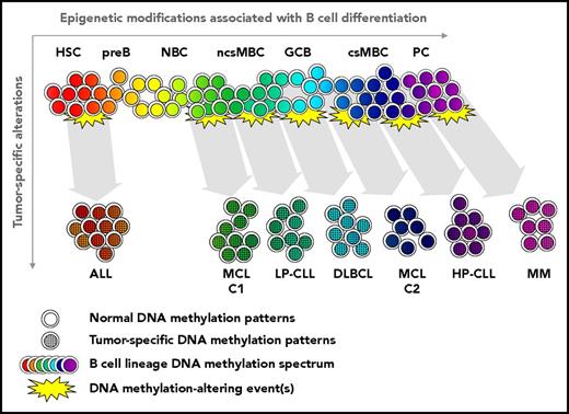Figure 3. Relationship of epigenetic alterations in normal B-cell and tumor development. Substantial genome-wide epigenetic modification occurs in sequential normal B-cell subpopulations, creating a continuum of epigenetic states involving targeted modification of promoters and enhancers, as well as global changes. Transforming event(s) (genetic, epigenetic, and/or others) are associated with alteration of the epigenetic state occur in a founder cell. The resulting tumor epigenetic pattern is a composite of the original B-cell and tumor-specific events. Subtypes of the same B-cell malignancy may derive from different stages of normal B-cell differentiation, as documented in MCL13 and CLL.9,10 Tumors exhibit an accelerated degree of differentiation relative to inferred normal cell of origin (including substantial global DNA methylation loss), permanently obscuring knowledge of the precise original phenotype. MCL-C1 and -C2, mantle cell lymphoma cluster 1 and 2, respectively; LP- and HP-CLL, low- and high-programmed CLL, respectively; ncsMBC and csMBC, non-class-switched and class-switched memory B cells, respectively.