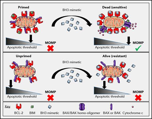 Figure 1. The differential response of primed vs unprimed mitochondria to a BCL-2 selective BH3 mimetic. In the case of a primed cell (top), BCL-2-bound-BIM (or activated BAX) can be displaced by the BCL-2 antagonist to induce BAX or BAK dependent MOMP, irreversibly committing the AML cell to death. In the case of an unprimed cell (bottom), treatment with the BCL-2 antagonist does not induce MOMP due to the lack of proapoptotic proteins prebound to the BCL-2. Reprinted from Potter and Letai24 with permission.