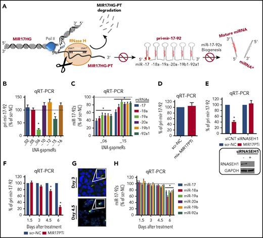 Figure 1. Development of MIR17PTi. (A) Illustration summarizing the activity of LNA gapmeRs with regard to the miR-17-92 cluster. (B) qRT-PCR analysis of pri-mir-17-92 expression in 293T 2 days after transfection with miR-17-92 LNA gapmeRs or scr-NC (25 nM). (C) qRT-PCR analysis of miR-17-92s in 293T 2 days after transfection with mir-17-92 LNA gapmeRs or scr-NC (25 nM). (D) qRT-PCR analysis of pri-mir-17-92 expression in 293T 2 days after transfection with mix-MIR17PTi or scr-NC (25 nM). (E) qRT-PCR analysis of pri-mir-17-92 (left) and western blotting of RNase H1 (right) in 293T cotransfected with either small interfering RNAs (siRNAs) targeting RNase H1 (siRNASE H1; 25 nM) or scrambled siRNAs (siCNT; 25 nM) and MIR17PTi or scr-NC (25 nM; 3-day time point). GAPDH was used as protein loading control. (F) qRT-PCR analysis of pri-mir-17-92 in 293T during a time-course exposure (days 1.5, 3, 4.5, and 6, every 36 hours) to MIR17PTi or scr-NC (10 µM). (G) Confocal microscopy analysis of 293T after 3 or 4.5 days of exposure to FAM-labeled MIR17PTi (10 µM). Cell nuclei are evidenced by 4′,6-diamidino-2-phenylindole staining (original magnification ×40). (H) qRT-PCR analysis of miR-17-92s in 293T during a time-course exposure (days 1.5, 3, 4.5, and 6, every 36 hours) to MIR17PTi or scr-NC (10 µM). The qRT-PCR results are average expression levels after normalization with GAPDH (for pri-mir-17-92) or RNU44 (for miR-17-92s) and ΔΔCt calculations. Data from 1 of 3 independent experiments are shown in each panel. *P < .05.