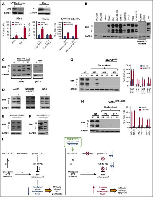 Figure 5. Molecular mechanism underlying MIR17PTi proapoptotic activity. (A) 7-AAD flow cytometric assay of U266MYC−/U266MYC+ after 6 days of treatment with MIR17PTi (2.5 µM) or scr-NC (2.5 µM); western blotting of MYC protein in U266MYC− and U266MYC+ is reported. Glyceraldehyde-3-phosphate dehydrogenase (GAPDH) was used as protein loading control (left). 7-AAD flow cytometric assay of P493-6 after 6 days of treatment with MIR17PTi (2.5 µM) or scr-NC (2.5 µM), in presence or absence of doxycycline (dox); western blotting of MYC protein in P493-6 cultured for 2 days with or without doxycycline is reported. GAPDH was used as protein loading control (middle). Trypan blue exclusion staining in MYC-ER human mammary epithelial cells (HMECs) 2 days after transfection with MIR17PTi (50 nM) or scr-NC (50 nM) and cultured with or without tamoxifen (tam) (right). (B) Western blotting of BIM in lysates from healthy donor peripheral blood mononuclear cells (PBMCs; n = 2), Jeko-1 (mantle cell lymphoma; BIM null), Daudi, Raji (Burkitt lymphoma), and indicated HMCLs. GAPDH was used as protein loading control. (C) Western blot analysis of BIM in lysates from pMM cells (patients 12 and 13; extramedullary MM) exposed to MIR17PTi for 6 days at indicated concentrations. GAPDH was used as protein loading control. (D) Western blotting of BIM in AMO1, NCI-H929, or INA-6 exposed for 6 days to MIR17PTi (AMO1, 1 µM; NCI-H929 and INA-6, 2.5 µM) or equimolar scr-NC. GAPDH was used as protein loading control. (E) Western blot analysis of BIM in lysates from AMO1 transfected with miR-NC inhibitor (150 nM) or pooled miR-17-92 inhibitors (25 nM each; 2-day time point). GAPDH was used as protein loading control. (F) Western blot analysis of BIM in lysates from AMO1 transduced with an empty lentiviral vector or an miR-17-92 lentiviral vector. GAPDH was used as protein loading control. (G) Western blot analysis of BIM (upper panel) and flow cytometric analysis of 7-AAD–stained cells (lower panel) in CRISPR/CAS9 genome-edited AMO1BIM− cells. GAPDH was used as protein loading control. Flow cytometry was performed after 6 days of exposure to MIR17PTi (1 µM) or scr-NC (1 µM). (H) Western blot analysis of BIM (upper panel) and flow cytometric analysis of 7-AAD–stained cells (lower panel) in CRISPR/CAS9 genome-edited U266MYC+/BIM− cells. GAPDH was used as protein loading control. Flow cytometry was performed after 6 days of exposure to MIR17PTi (2.5 µM) or scr-NC (2.5 µM). (I) Proposed model of MYC/miR-17-92 FFLs and MIR17PTi mechanism of action in MM cells. Data from 1 of 3 independent experiments are shown in each panel. *P < .05. NT, not targeting; PTR, posttranscriptional regulation; TR, transcriptional regulation.