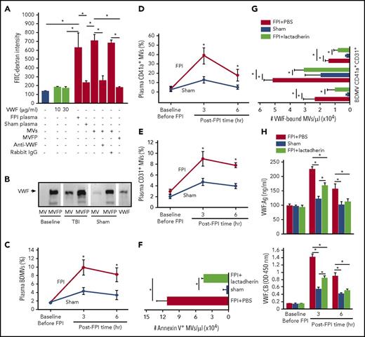 Figure 3. The activity of VWF-bound MVs from different cells. (A) MV-induced increase in endothelial permeability is blocked by the VWF antibody (n = 16; 1-way ANOVA, *P < .01). (B) VWF is detected in the MV and MV-free (MVFP) fractions of plasma from TBI but only in MVFP fraction from sham mice. (C-E) The levels of plasma VWF+ MVs from brain cells (glial cells and neurons), platelets (CD41a+), and endothelial cells (CD31+) in the acute phase of TBI (n = 27; 1-way ANOVA, *P < .01 vs sham). Plasma levels of Annexin V+ (F) and VWF-bound MVs (G) in FPI mice treated with lactadherin or PBS and in sham mice (n = 12; 1-way ANOVA, *P < .001). (H) VWF:Ag (top) and VWF:CB (bottom) of plasma from C57BL/6J mice that received either 400 μg/kg of lactadherin or an equal volume of PBS before being subjected to FPI. Control mice underwent sham surgery (n = 12; 1-way ANOVA, *P < .01).