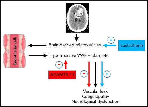 Overview of the pathway for VWF and brain-derived microparticle-induced vascular leakage and coagulopathy with reversal by ADAMTS-13. Following TBI, mivrovesicles are released from the injured brain and bind to hyperreactive VWF released from endothelial cells. In the presence of activated platelets, VWF-bound microvesicles result in vascular leakage, coagulopathy, and neurological dysfunction. These pathologic processes can be reversed by either ADAMTS-13, which blocks VWF reactivity, or lactadherin, which promotes clearance of the microvesicles.