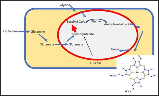 Erythroid cells use carbon atoms derived from glutamine metabolism as heme building blocks. Glutamine enters from the bloodstream through a known transporter, is converted to glutamate by glutaminase, enters the mitochondrial matrix, and is converted to α-ketoglutarate by glutamate dehydrogenase. Increased amounts of α-ketoglutarate dehydrogenase generate large amounts of succinyl-CoA, which condenses with glycine to form ALA, the first building block of heme. ALA is transported into the cytosol, where multiple heme biosynthetic enzymes generate heme intermediates. Ultimately, heme precursors re-enter the mitochondrial matrix, where iron is added to the porphyrin ring. Although glucose gives rise to α-ketoglutarate in the citric acid cycle, most of the carbons in heme in experiments by Burch et al were derived from labeled glutamine rather than glucose (blue spheres represent carbon derived from heme). A large increase in α-ketoglutarate dehydrogenase may enable the citric acid cycle in the mitochondrial matrix (within the red circle) to maintain full function, even though significant amounts of succinyl-CoA are diverted into heme synthesis in developing erythroid cells.