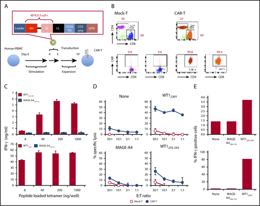 Figure 1. Design and characterization of a WT1235-243/HLA-A*2402-specific CAR. (A) Schematic representation of a retroviral vector encoding WT1235-243/HLA-A*2402-specific CAR. (B) Expression of CAR on human T cells. Human PBMCs stimulated with plate coated anti-CD3 were transduced with the retroviral vector as depicted in panel A. Four days after the transduction, cells were stained with phycoerythrin-labeled HLA-A*2402 tetramers presenting WT1236Y along with APC anti-CD4 and APC/Cy7 anti-CD8. Mock-transduced T cells served as background staining. (C) Production of IFN-γ by #213 scFv CAR-T cells stimulated with immobilized HLA-A*2402 tetramers loaded with WT1235-243 or WT1236Y. Culture supernatants were harvested at 24 hours and subjected to IFN-γ enzyme-linked immunosorbent assay in triplicate. (D) Cytotoxic activity of #213 scFv CAR-T cells against T2A24 cells pulsed with the indicated peptides at 10 μM was assayed by 6-hour 51Cr-release assays in triplicate. (E) IFN-γ production of #213 scFv CAR-T cells stimulated with T2A24 cells pulsed with the indicated peptides. % IFN-γ–positive cells within CD8+ cells of #213 scFv CAR-T cells were assayed by intracellular cytokine staining after a 6-hour culture in single experimental samples. Error bars represent standard deviation (SD) of the mean. A representative result of 3 independent experiments is shown.