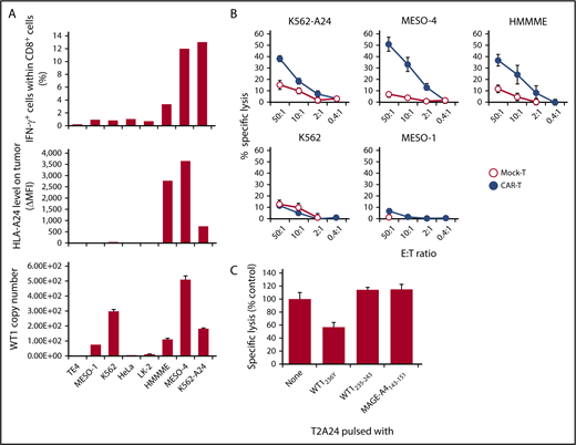 Figure 2. #213 scFv CAR-T cells react to tumor cell lines endogenously expressing WT1 in an HLA-A*2402–restricted manner. (A) IFN-γ production of CD8+ cells of #213 scFv CAR-T cells in response to the indicated tumor cell lines was assayed by intracellular cytokine staining after a 6-hour culture (top) along with HLA-A*2402 (middle) and WT1 mRNA expression of those tumor cell lines (bottom). (B) Cytotoxic activity of #213 scFv CAR-T cells against the indicated tumor cell lines was assessed by 6-hour 51Cr-release assays in triplicate. (C) Confirmation of epitope specificity of #213 scFv CAR-T cells against peptide derived from endogenously expressing WT1. A standard 51Cr release assay using purified CD8+CAR+ T cells as effectors and a MESO-4 cell line as a target at an effector-to-target ratio of 2:1 was conducted in the presence of 40-fold excess of unlabeled T2A24 pulsed with either WT1236Y or MAGE-A4143-151. Error bars represent SD of the mean. A representative result of 3 independent experiments is shown.