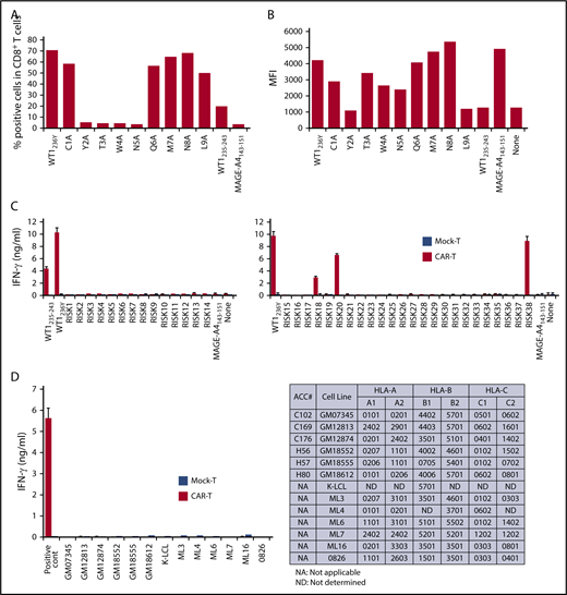 Figure 3. Potential cross-reactivity of #213 scFv CAR-T cells to homologous peptides on HLA-A*2402. (A) Alanine substitution analysis identified WT1235 peptide residues important for recognition by #213 scFv CAR. The WT1236Y peptide sequence was substituted with alanine from 1 through 9. T2A24 was pulsed with the indicated peptides at 10 μM and cocultured with #213 scFv CAR-T cells for 6 hours. IFN-γ–positive cells gated on CD8+ cells in CAR-T cells were assayed by intracellular cytokine staining. (B) The peptides in panel A were subjected to an HLA stabilization assay to determine the critical amino acids required for HLA-A*2402 binding. T2A24 cells were used as peptide-loading cells and their HLA-A*2402 expression was determined by fluorescence-activated cell sorter (FACS). (C) Validation of potential risk peptides derived from the human proteome. T2A24 cells were pulsed with the indicated peptides (sequences provided in supplemental Table 1) at 10 μM and cocultured with #213 scFv CAR-T cells (black column) or mock-transduced T cells (white column) for 24 hours. (D) Validation of potential cross-reactivity to allo-HLAs. LCLs expressing different HLAs were cocultured with #213 scFv CAR-T cells (black column) or mock-transduced T cells (white column) for 24 hours. T2A24 cells pulsed with 10 μM WT1236Y served as a positive control. Culture supernatants from these cultures were subjected to IFN-γ enzyme-linked immunosorbent assay in triplicate. Error bars represent SD of the mean. A representative result of 3 independent experiments is shown.