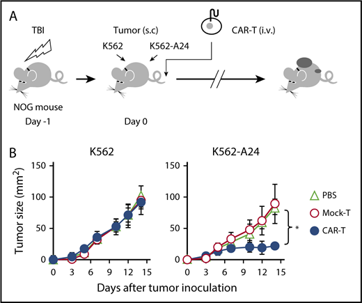 Figure 4. Adoptive transfer of WT1-specific CAR-T cells suppressed tumor growth in an antigen-specific manner. (A) Schematic representation for the adoptive transfer experiment using NOG mice. (B) Tumor growth curves of K562 and K562-A24 in NOG mice (n = 4) transferred with CAR-T cells or mock transduced T cells. NOG mice were inoculated s.c. with K562 and K562-A24 (5 × 106 cells) followed by IV injection with #213 CAR-T cells or mock transduced T cells (1 × 107 cells). Tumor volumes were measured by a caliper using the formula (length × width) at the indicated time points (n = 5). Error bars represent SD of the mean. *P < .05. A representative result from 2 independent experiments is shown. s.c., subcutaneous; TBI, total body irradiation.