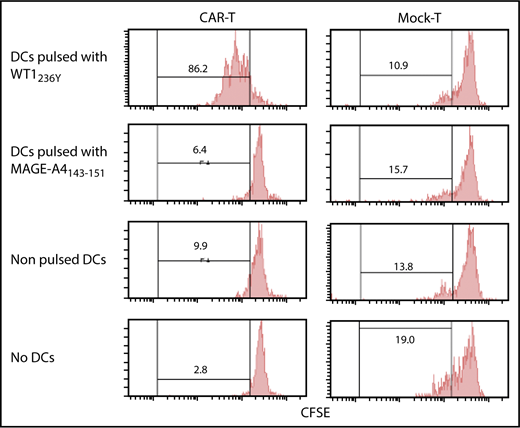 Figure 5. Proliferation of #213 scFv CAR-T cells in response to WT1236Y directly presented by DCs. CFSE-labeled #213 scFv CAR-T cells were cocultured with HLA-A*2402+ DCs with WT1236Y peptide (WT1236Y SP) and subjected to CFSE-dilution assay on day 3. DCs pulsed with 10 μM MAGE-A4 peptides served as a negative control. A representative result from 3 independent experiments is shown.