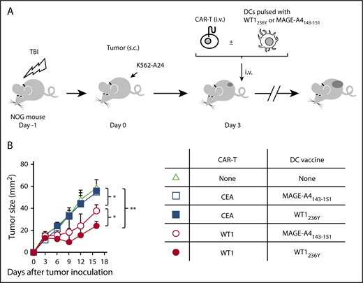 Figure 6. Vaccination with DCs pulsed with WT1236Y enhanced WT1-specific CAR-T cells to suppress growth of WT1-positive tumors. (A) Schematic representation for the adoptive transfer experiment using NOG mice. (B) Tumor growth curves of K562-A24 in NOG mice (n = 4) transferred with CAR-T cells together with or without DCs pulsed with a relevant or irrelevant peptide. NOG mice bearing 3-day-old K562-A24 tumors were transferred with #213 scFv CAR-T cells or CEA-specific (F11-39 scFv) CAR-T cells (1 × 107 cells) together with or without DCs (1 × 105 cells) pulsed with WT1236Y or MAGE-A4143-151. Tumor volumes were measured by a caliper using the formula (length × width) at the indicated time points. Error bars represent SD of the mean. *P < .05; **P < .01. A representative result from 2 independent experiments is shown.