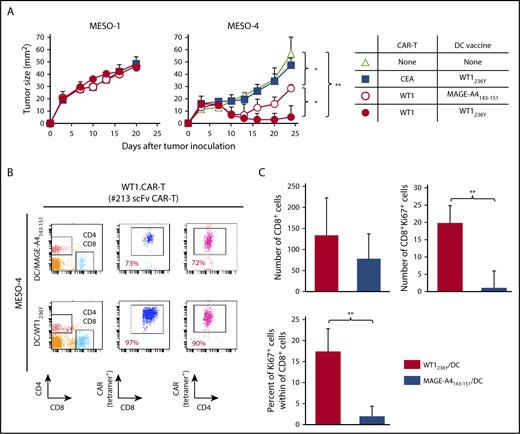 Figure 8. Adoptive transfer with #213 scFv CAR-T cells suppressed growth of mesothelioma cell line, which was enhanced by the DC vaccine. Three-day MESO-1– or MESO-4–bearing NOG mice (n = 4) were transferred with #213 scFv CAR-T cells or CEA-specific (F11-39 scFv) CAR-T cells (1 × 107 cells) followed by vaccination with DCs (1 × 105 cells) pulsed with WT1236Y or MAGE-A4143-151. (A) Tumor volumes were measured by a caliper using the formula (length × width) at the indicated time points. (B) On day 24, PBMCs and tumor tissues were harvested and subjected to FACS analysis. In another set of experiments, tumor tissues were harvested from MESO-4 bearing NOG mice (n = 3) treated as mentioned previously on day 18 and subjected to immunohistochemical analysis. Cells with respective markers were analyzed in 6 fields, and the mean ± SD are depicted (C). Error bars represent SD of the mean. *P < .05; **P < .01. A representative result from 2 independent experiments is shown.