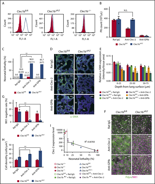 Figure 5. Platelets are required for lung development. (A) Clec-2 expression on platelets in E17.5 Clec1bfl/fl (wild-type), Clec1bΔPLT and Clec1b−/− fetuses. Gray-filled and open histograms indicate isotype control and Clec-2, respectively. (B) Platelet counts at E17.5 in Clec1bfl/fl and Clec1bΔPLT fetal blood treated with rat IgG (control), anti-Clec-2 antibody, or anti-GPIb antibody. Mean ± SD, n = 3, 4, 4, 3, 3, and 4, respectively, from the left of the histogram. N.S., not significant, Tukey’s test. (C) Neonatal lethality in Clec1bfl/fl and Clec1bΔPLT neonates treated with rat IgG (control), anti-Clec-2, or anti-GPIb. *P = .0021, **P = .0237, Fisher’s exact test. (D) Immunostaining of α-SMA (green) and DAPI (blue) in E17.5 distal lung. AL, alveolar sac; M, lung mesothelium. (E) Quantification of α-SMA expression in E17.5 distal lung. Asterisks indicate the 2 groups in which α-SMA expression was significantly lower than that in the other 4 groups; mean ± SD, n = 3 each; *P < .005, Holm-Sidak test. (F) Whole-mount immunohistochemistry of Wt1 (magenta) and Pdpn (green) in E17.5 luMCs. Arrowheads: Wt1-negative luMCs. (G) Quantification of Wt1-negative rate in luMCs; mean ± SD, n = 3 each. *P = .0019; **P = .0022, Tukey’s test. (H) Quantification of luMC density; mean ± SD, n = 3 each. *P = .0034; **P < .0001, Tukey’s test. (I) Correlation between Clec-2 expression in E17.5 fetal platelets (supplemental Figure 3) and neonatal lethality in the listed groups (Figures 1A, 4C, and 5C and Clec1bΔPLT/−); mean ± SD of Clec-2 expression level is shown. Numbers of individuals in all groups are shown in supplemental Figure 3. A very strong correlation (R2 = 0.8783) was observed in the 6 experimental sets of mice exhibiting more than 10% neonatal lethality (right side of the dashed line). Neonatal lethality of Clec1bΔPLT/− was 50.0% (5/10). Scale bars: 25 μm (D,F).