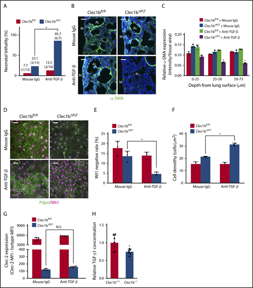Figure 7. TGF-β mediates Clec-2-Pdpn-dependent lung development. (A) Neonatal lethality in Clec1bfl/fl and Clec1bΔPLT neonates treated with mouse IgG (control) or anti-TGF-β. *P = .0049, Fisher’s exact test. (B) Immunostaining of α-SMA (green) and DAPI (blue) in E17.5 distal lung. AL, alveolar sac; M, lung mesothelium. (C) Quantification of α-SMA expression in E17.5 distal lung. The asterisk indicates the group in which α-SMA expression was significantly lower than that in the other 3 groups; mean ± SD, n = 3 each. *P < .0001, Holm-Sidak test. (D) Whole-mount immunohistochemistry of Wt1 (magenta) and Pdpn (green) in E17.5 luMCs. (E) Quantification of Wt1-negative rate in luMCs; mean ± SD, n = 3 each. *P = .0084, Tukey’s test. (F) Quantification of luMC density; mean ± SD, n = 3 each. *P = .0001, Tukey’s test. (G) Clec-2 expression on fetal platelets in fetuses treated with anti-TGF-β antibody; mean ± SD, n = 4, 4, 5, and 4, respectively, from the left of the histogram; Student t test. N.S., not significant. (H) Total TGF-β1 relative concentration in Clec1b+/+ and Clec1b–/– lungs; mean ± SD, n = 7 (Clec1b+/+), n = 6 (Clec1b–/–). *P = .0187, Student t test. Scale bars: 25 μm (B,D).