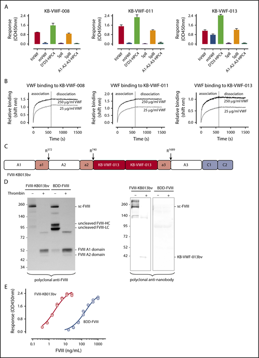 Figure 1. Anti-VWF nanobodies in a FVIII-nanobody fusion protein. (A) Immobilized nanobodies (5 μg/mL) were incubated with humanVWF, murineVWF, proteolytic fragment SpII (ie, VWF residues 2129-2813), fragment SpIII (residues 764-2128), D′-D3-HPC4 (residues 764-1247) and A1-A2-A3-HPC4 (residues 1260-1874). Bound proteins were probed using polyclonal anti-VWF antibodies or with monoclonal antibody HPC4 and detected via peroxidase-mediated hydrolysis of 3-3′-5-5′-tetramethylbenzidine. Plotted are optical density values corrected for binding of the proteins to albumin-coated wells (mean ± SD; n = 3). (B) Association and dissociation of humanVWF (25 μg/mL, gray lines; or 250 μg/mL, black lines) to immobilized nanobodies (10 μg/mL) was analyzed via BLI-analysis using Octet-QK equipment. Association was allowed for 600 seconds, and dissociation was monitored for 900 seconds. Representative sensorgrams for each nanobody are presented. (C) Schematic representation of FVIII-KB013bv, in which FVIII B-domain residues Gln744-Arg1648 are replaced by 2 copies of nanobody KB-VWF-013. Original thrombin activation sites and VWF binding sites are conserved in this protein, whereas Arg1648 is no longer present. (D) Purified FVIII-KB013bv and BDD-FVIII (1 μg/mL) were incubated in the absence or presence of thrombin (10 nM) for 30 minutes at 37°C and analyzed via western blotting using polyclonal anti-FVIII and anti-nanobody antibodies. Sc-FVIII, single chain FVIII; FVIII-HC, FVIII heavy chain; FVIII-LC, FVIII light chain. (E) Wells coated with purified VWF (10 μg/mL) were incubated with FVIII-KB013bv (0-25 ng/mL; red symbols) or BDD-FVIII (0-1 μg/mL; blue symbols). Bound FVIII was probed using peroxidase-labeled monoclonal anti-FVIII antibody 833 and detected via peroxidase-mediated hydrolysis of 3-3′-5-5′-tetramethylbenzidine. Plotted are typical binding curves of an experiment performed in duplicate. Half-maximal binding values were calculated from 3 independent experiments and were 4.0 ± 2.1 ng/mL and 170 ± 22 ng/mL for FVIII-KB013bv and BDD-FVIII, respectively.