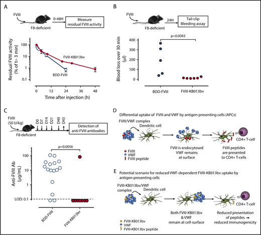 Figure 2. In vivo analysis of FVIII-KB013bv. (A) FVIII-deficient mice were given BDD-FVIII (open circles) or FVIII-KB013bv (closed circles) at a dose of 250 U/kg via tail vein injection; then, blood samples were taken at various time points, and plasma was analyzed for residual FVIII activity. Plotted are FVIII activities relative to the activity at t = 3 minutes, which was arbitrarily set at 100%. Each data point represents mean ± SD of 3 to 5 mice, and each mouse was bled 1 to 2 times. (B) FVIII-deficient mice received BDD-FVIII or FVIII-KB013bv (500 U/kg) via tail vein injection, and 24 hours after injection a tail clip–bleeding assay was performed. Clipped tails were immersed in saline at 37°C, and blood was collected for 30 minutes. Blood loss for each individual mouse is indicated. (C) Mice were given BDD-FVIII or FVIII-KB013bv (50 U/kg) at days 0, 7, 14, 21, and 40 via tail vein injection. At day 43, blood samples were taken, and plasma was analyzed for the presence of murine anti-FVIII antibodies. Briefly, wells coated with BDD-FVIII were incubated with murine plasma, and bound murine antibodies were detected via peroxidase-labeled polyclonal goat anti-mouse antibodies. As standard, a monoclonal anti-FVIII antibody was used. The limit of detection (LOD) in this assay was 0.1 μg/mL. The immune response for each individual mouse is presented. Statistical analyses were performed using a Mann-Whitney U test. (D) According to Sorvillo et al,9 the VWF-FVIII complex separates at the cellular surface of antigen-presenting cells, with FVIII being endocytosed and most of the VWF molecules remaining outside the cell. (E) Based on the model described by Sorvillo et al, we anticipate that the complex between FVIII-KB013bv and VWF will not dissociate, and consequently, there will be reduced uptake of FVIII-KB013bv by antigen-presenting cells. Fewer FVIII-derived peptides will then be presented to T cells, and in turn, there will be reduced development of anti-FVIII antibodies.
