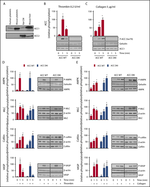 Figure 1. Lack of AMPK-ACC phosphorylation does not affect AMPK signaling or phosphorylation of cytoskeletal proteins. (A) Washed murine and human platelets were lysed and subjected to western blotting for ACC1 or ACC2 isoform expression analysis. Isolated rat cardiomyocytes (CM) and mouse liver extracts served as positive controls for the detection of ACC2 and ACC1, respectively. (B-E) ACC WT and ACC DKI platelets were stimulated with 0.2 U/mL thrombin (B,D) or 5 µg/mL collagen (C,E) for the indicated times. Whole-platelet lysates were subjected to western blotting and probed with Ser79 phosphorylated ACC Ab (B-C), Thr172 phosphorylated AMPK, Ser19 phosphorylated myosin light chain (MLC), Ser3 phosphorylated cofilin and Thr278 phosphorylated vasodilator-stimulated phosphoprotein (VASP) Abs (D-E). Gelsolin and β-actin were used as loading controls. Quantification and representative western blotting are systematically shown. The solid lines on the western blots indicate that samples were run on the same gel but were not contiguous. The results are expressed as means ± standard error of the mean (SEM; at least 3 experiments for each condition). *Values statistically different from respective untreated platelets; P ≤ .05. Analysis was performed by 2-way analysis of variance (ANOVA). See also supplemental Figure 1 and supplemental Table 1.