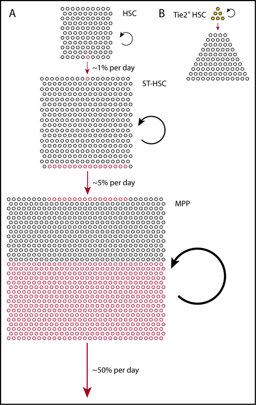 Figure 1. Physiological hematopoiesis is fueled by a hierarchically organized, broad basis of (almost) self-renewing stem and progenitor cells. (A) Relative compartment sizes of HSCs (Lin−Sca+Kit+CD150+CD48−), ST-HSCs (Lin−Sca+Kit+CD150−CD48−), and MPPs (Lin−Sca+Kit+CD150−CD48+) (all phenotypes according to Oguro et al15) are drawn to scale. Based on the measured output from Tie2+ HSCs,8 we estimated the frequencies of differentiating cells in each compartment, indicated by red circles (lower side, outgoing; upper side, incoming). The continuous but rare input from Tie2+ HSCs is greatly amplified in ST-HSCs and MPPs to sustain overall output (red arrows); to achieve this, the rates of self-renewing cell divisions also increase from HSCs to ST-HSCs to MPPs (black circle arrows). (B) Fate mapping data from Tie2MeriCreMer knock-in mice,8 and the comprehensive functional characterization of Tie2+ vs Tie2− HSCs in Tie2 reporter mice,21 indicate heterogeneity of the HSC compartment, with Tie2+ HSCs residing at the tip, differentiating, and self-renewing.