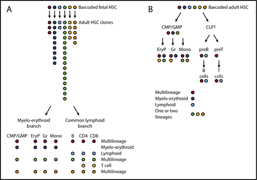 Figure 2. The tracing of HSC barcodes introduced in situ supports a treelike model of hematopoiesis with major myeloerythroid and common lymphoid branches. (A) We introduced barcodes during fetal development in the mouse (embryonic day 9.5). Labeled clones of adult HSC (analyzed at ∼1 year of age) are of very different sizes. HSC clones typically yield multilineage progeny, or oligolineage progeny either on the myeloerythroid or on the lymphoid side. (B) When barcoding HSCs in adult mice, HSCs again give rise to multilineage or oligolineage (typically, myeloerythroid or lymphoid) progeny. In addition, HSC-derived barcodes are also found in more restricted sets of mature cells (bi- or unilineage). Overall, HSC-derived barcodes co-occur in mature lineages and in their respective progenitors. For example, barcodes enriched in erythroid progenitors (EryP), granulocytes (Gr), or monocytes (Mono) are likely to be enriched also in CMPs/GMPs, whereas barcodes prevalent in mature T and B cells are also prevalent in the respective progenitors but not in CMPs. Colors symbolize the genetic Polylox barcodes on which this figure is based.11 EryP, erythrocyte progenitor; preB, precursor B cell; preT, precursor T cell.