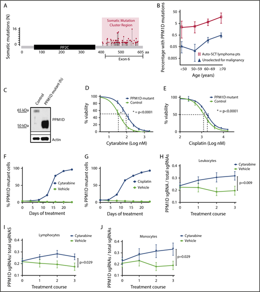 Figure 1. Truncating PPM1D mutations lead to the selective outgrowth of PPM1D-mutant hematopoietic cells during chemotherapy treatment in vitro and in vivo. (A) The location of the absolute number of somatic frameshift and nonsense mutations in PPM1D identified in the blood cells of a cohort of 28 418 persons is shown.24 (B) The prevalence of PPM1D mutations in 28 418 people unselected for malignancy was compared with 401 lymphoma patients who had received chemotherapy and were undergoing stem cell collection for autologous transplantation (Auto-SCT).14,24 Only PPM1D mutations with a variant allele frequency (VAF) > 0.05 are included. Error bars represent the 95% confidence intervals in each age bin. (C) Whole-cell lysates from Molm13 isogenic control cells (control) and PPM1D frameshift (fs) mutant (mut) single-cell clones probed with anti-PPM1D and anti-Actin. (D-E) Viability assays in Molm13 PPM1D-mutant or control single-cell clones that were treated with increasing concentrations of cytarabine (D) or cisplatin (E) for 72 hours. Experiments were performed in triplicate and data are shown as the mean ± standard deviation (SD). Nonlinear logistic regression analyses and a sum of squares F test was performed to compare inhibitory responses. (F-G) Flow cytometric readout of competition experiment with 5% Molm13 PPM1D-mutant cells (tdTomato+) and 95% Molm13 control cells (tdTomato−), exposed to 150 nM cytarabine (F) and vehicle or 1 μM cisplatin (G) and vehicle for 24 days. Experiments were performed with biological triplicates and data are shown as the means ± SD. (H-J) Flow cytometric analysis of the peripheral blood of chimeric mice transduced with a gRNA-targeting PPM1D (BFP+) or a control locus (tRFP+). Mice were exposed to 3 rounds of cytarabine or vehicle treatment. Data represent the mean ± standard error of the mean (SEM) of 18 mice in the vehicle and 18 mice in the treatment arm, and are shown for the leukocyte (H), lymphocyte (I), and monocyte (J) cell compartments. Peripheral expansion of Ppm1d-mutant cells was analyzed using Wilcoxon rank sum tests.