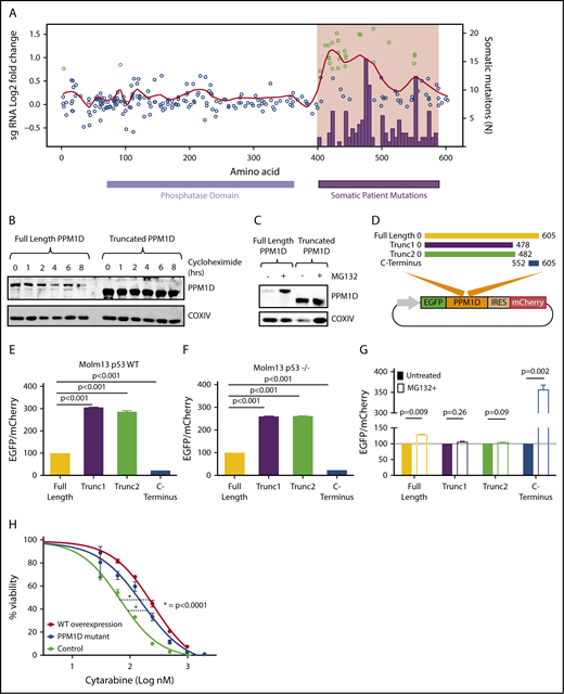 Figure 2. Truncating PPM1D mutations lead to decreased degradation of PPM1D. (A) Log2-fold enrichment of gRNAs (black dots) in Molm13 cells exposed to cytarabine treatment versus vehicle treatment of 12 days. The experiment was performed with biological triplicates, and the red line represents the locally weighted scatterplot smoothing (LOESS) of 0.1. gRNAs with a z score ≥ 3 are shown in green. Overlaid are the absolute number of somatic PPM1D frameshift and nonsense mutations (black bars) identified in the blood cells of 28 418 individuals as described in Figure 1A. (B) Whole-cell lysates from Molm13 cells overexpressing full -length PPM1D (Full-Length PPM1D) or truncated PPM1D (Truncated PPM1D) were collected at different time points following cycloheximide (50 μg/mL) treatment. Blots were probed with anti-PPM1D and anti-COXIV. (C) Whole-cell lysates before and after 4 hours of 10 μM MG132 treatment from Molm13 cells overexpressing full-length PPM1D (Full-Length PPM1D) or truncated PPM1D (Truncated PPM1D) cDNA. (D) Vector map of the degradation reporter vector. Different PPM1D cDNA constructs are cloned in-frame with EGFP, allowing for monitoring of PPM1D expression levels through EGFP expression. mCherry is expressed following an IRES sequence and provides an internal control for vector expression in each cell. (E) EGFP-to-mCherry ratio in Molm13 cells with overexpression of full-length PPM1D, truncated PPM1D or the C-terminal end of PPM1D. The EGFP-to-mCherry ratios are normalized to the expression level of full-length PPM1D, and provide an estimate for the level of degradation. Experiments were done using biological triplicates and data are shown as the means ± SD. Unpaired Student t tests were used to calculate the association between the different vectors and P values were corrected for multiple hypothesis testing. (F) EGFP-to-mCherry ratio in Molm13 p53−/− cells with overexpression of full-length PPM1D, truncated PPM1D or the C-terminal end of PPM1D. The EGFP-to-mCherry ratios are normalized to the expression level of full-length PPM1D. Unpaired Student t tests were used to calculate the association between the different vectors and P values were corrected for multiple hypothesis testing. (G) EGFP-to-mCherry ratio in Molm13 cells before and after exposure to MG132 (10 μM, 6 hours), normalized to pretreatment values. Paired Student t tests were used to compare between treatment groups. Values represent means ± SD of biological replicates. (H) Cell viability analysis in Molm13 control cells (control), Molm13 PPM1D-truncating mutant cells (PPM1D-mutant) and Molm13 cells with overexpression of wild-type PPM1D (WT overexpression). Cells were exposed to increasing concentrations of cytarabine for 72 hours. Experiments were performed with biological replicates and data are shown as the means ± SD. Nonlinear logistic regression analyses and a sum of squares F test were performed to compare the inhibitory response to cytarabine in Molm13 WT overexpression cells and Molm13 PPM1D-truncating mutant cells to the inhibitory response in Molm13 control cells.