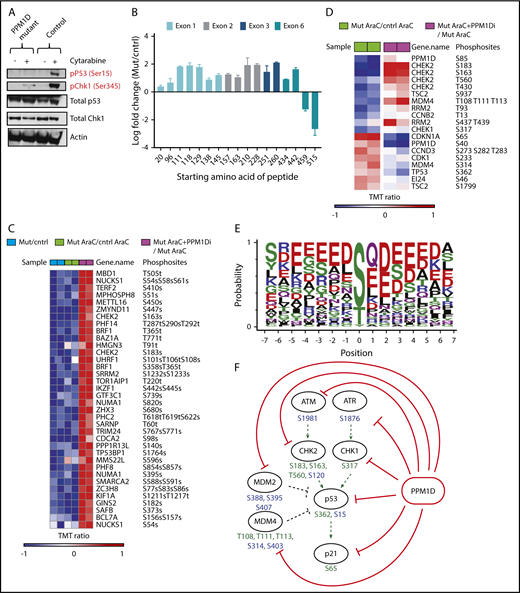 Figure 3. PPM1D plays a central role in the DDR pathway. (A) Whole-cell lysates of Molm13 PPM1D-mutant and Molm13 isogenic control single-cell clones exposed to 400 nM cytarabine for 4 hours were probed with anti-p53 Ser15 and anti-CHEK1 Ser345. (B) The log fold-change of different peptides for Molm13 PPM1D-mutant cells compared with Molm13 control cells. The starting amino acid for each peptide is shown. The peptides range from 8 to 22 aa in length. (C) Heatmap of phosphosites that are significantly downregulated with an FDR < 0.05 in Molm13 PPM1D-mutant/control at baseline (Mut/cntrl) or after cytarabine (AraC) treatment (Mut AraC/cntrl AraC), and upregulated (FDR < 0.05) after 4 hours of treatment with 400 nM cytarabine and GSK2830371 (PPM1D inhibitor) (Mut AraC + PPM1Di/Mut AraC). Results shown are for biological replicates. (D) Heatmap of phosphosites belonging to the KEGG_P53 pathway that are significantly regulated (FDR < 0.1) in Molm13 PPM1D-mutant/control after 4-hour treatment with 400 nM cytarabine (AraC) (Mut AraC/cntrl AraC) or in Molm13 PPM1D-mutant cells treated with 400 nM AraC + 1 μM PPM1D inhibitor GSK2830371 compared with Molm13 PPM1D mut cells treated with 400nM AraC (Mut AraC + iPPM1D/Mut AraC) for 4 hours. Results shown are for biological replicates. (E) Conserved amino acid residues flanking PPM1D-dependent phosphorylation sites based on 43 substrate candidates that are downregulated (FDR < 0.1) in Molm13 PPM1D-mutant/cntrl for either the baseline or the AraC-treated comparisons and at the same time upregulated (FDR < 0.1) after PPM1D inhibitor GSK2830371 treatment. The combined occurrence of glutamine at +1 and ≥2 acidic residues in the flanking region is statistically significant (P = 3.595e-13, Fisher exact test). (F) Schema illustrating the components of the DDR pathway that are targeted by PPM1D in leukemia cells, based on the results from the phosphoproteomic analysis. Phosphorylation targets of PPM1D identified by mass spectrometry (FDR < 0.1) are shown in green. Predicted PPM1D target sites that were based on the identified consensus sequence with a glutamine at +1 and ≥2 acidic residues are shown in blue.