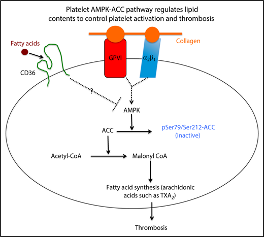 A simplified model showing how the platelet AMPK-ACC pathway integrates signaling through surface receptors for fatty acids and collagen into a metabolic response that promotes thrombosis by enhancing synthesis of thromboxane.