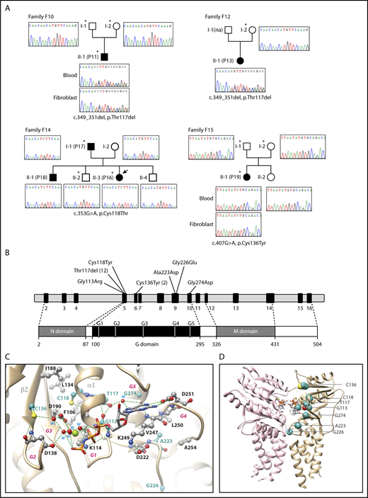 Figure 1. WES of 4 pedigrees and description of SRP54 mutations. (A) Confirmation of SRP54 mutations by Sanger sequencing of DNA extracted from whole blood sample and fibroblasts. *Individuals analyzed by WES. (B) Exon-intron of the SRP54 gene locus and protein diagram with the positions of all the mutations identified in this study. (C) Ribbon representation of the three-dimensional structure of the human SRP54 (gold)/SRα (pink) dimer (pdb 5l3q) in 2 different orientations, with the positions of the 7 mutated amino acids (sphere and ball-and-stick representations on the left and right, respectively). The 2 molecules of GMPPNP (5′-guanylyl-imidodiphosphate), a nonhydrolyzable GTP analog are shown. The positions of the 5 G elements are reported in green (G1) and red (G2-G5). Magnesium ions are shown as green balls. For a detailed description of the contacts and interactions made by the 7 mutated amino acids, see supplemental Data.