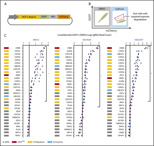 Figure 2. CRISPR-Cas9 inactivation of a subset of genes identified in the genome-scale resistance screen impairs lenalidomide-induced degradation of an IKZF3 degron reporter. (A) Schematic of the IKZF3 degron (aa 130-189) reporter vector. (B) Schematic of flow cytometry–based sorting of cells in which degradation of the IKZF3 degron reporter has been impaired by CRISPR-Cas9 inactivation of target genes. (C) Genes from the reporter screen ranked according to the average fold-change in the log2-transformed gRNA sequencing read counts (lenalidomide-treated eGFP+/DMSO). Fold-change values are normalized to the average fold-change of 12 control gRNAs. Each point represents an individual gRNA, and each point is the average of 3 infection replicates. *FDR < 0.05, 1-sided Wilcoxon rank-sum test.