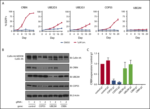 Figure 3. Inactivation of COPS5 and UBE2M promotes lenalidomide resistance and alters cullin 4 neddylation and CRBN levels. (A) MM1.S-Cas9 cells expressing EGFP were infected with gRNAs targeting indicated genes and mixed at a 5:95 ratio with control gRNA-infected cells. The cells were then grown for 20 days in the presence of DMSO or 1 μM lenalidomide and the percentage of EGFP+ cells was quantified every 4 days using flow cytometry. Data points are average of 3 technical replicates and error bars represent a 95% confidence interval. (B) HEK293T single-cell heterozygous for frameshifting mutations in COPS5 and UBE2M were generated via CRISPR-Cas9 editing. Protein lysates were harvested and immunoblotted (IB) for the indicated proteins. Labels indicate neddylated and unneddylated forms of cullin 4A. Data are representative of 3 experimental replicates. (C) Quantification of CRBN levels blots from panel B across 3 experimental replicates. Values are normalized to control guide 1 (g1) and the respective β-actin loading controls. Error bars represent standard error of the mean.