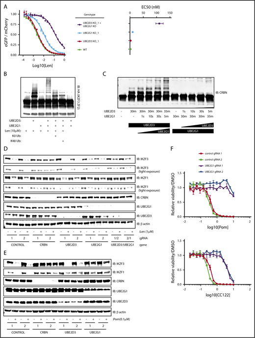 Figure 4. UBE2D3 and UBE2G1 cooperate to polyubiquitinate lenalidomide-induced substrates of CRL4CRBN. (A) HEK293T single-cell clones in which UBE2G1 and/or UBE2D3 were knocked out via CRISPR-Cas9 introduction of frameshifting DNA edits were transduced with an the IKZF3 degron reporter and then treated with a titration of lenalidomide. After 20 hours, the EGFP/mCherry ratio was assayed via flow cytometry. Data points are an average of 3 experimental replicates and error bars represent standard error of the mean. Corresponding EC50 values are shown for each genotype, with error bars representing the 95% confidence interval. (B) An in vitro ubiquitination reaction containing recombinant CRL4CRBN, and HA-IKZF3 (aa146-168) derived from HEK293T cells, and the indicated reaction components was run for 30 minutes and immunoblotted (IB) for HA. Data are representative of 3 experimental replicates. (C) In vitro CRBN autoubiquitination reactions in which UBE2D3 or UBE2G1 were added sequentially, with each enzyme individually incubated with CRBN for 30 minutes followed by addition of the second E2 enzyme for the indicated amount of time. In vitro ubiquitination reactions were immunoblotted as indicated. (D) MM1.S-Cas9 cells were infected with gRNAs targeting the indicated genes, treated with DMSO or 1 μM lenalidomide for 20 hours, then lysates were harvested and immunoblotted as indicated. Data are representative of 3 experimental replicates. (E) NCIH929-Cas9 cells were infected with gRNAs targeting the indicated genes, treated with DMSO or 0.1 μM pomalidomide for 20 hours, then lysates were harvested and immunoblotted as indicated. (F) NCIH929-Cas9 cells infected with control or UBE2G1 gRNAs were treated with DMSO, pomalidomide, or CC-122 for 10 days, with dosing at day 0 and day 5. Dose response curves show viability normalized to DMSO treatment. Data points are an average of 3 experimental replicates and error bars represent standard error of the mean for each drug concentration.