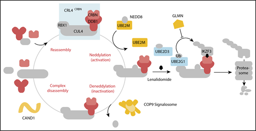 Figure 5. Cullin-RING ligase neddylation enzymes, COP9 signalosome and UBE2M, and the E2 enzymes, UBE2G1 and UBE2D3, regulate lenalidomide-induced CRL4CRBN activity. Proteins in color scored in the genome-scale CRISPR-Cas9 screen.