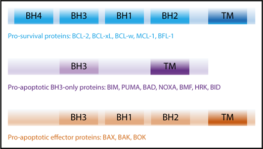 Figure 1. BCL-2 family members and their activation. The BCL-2 family of proteins contain functionally conserved BH domains and can be subdivided into prosurvival, proapoptotic BH3-only and proapoptotic effector proteins. TM, transmembrane.