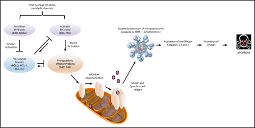 Figure 2. The intrinsic apoptotic pathway.