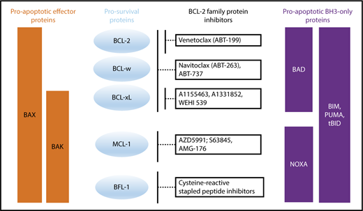 Figure 3. Binding profile of proapoptotic BH3-only and effector proteins to prosurvival proteins and how prosurvival proteins are targeted by BCL-2 family protein inhibitors.