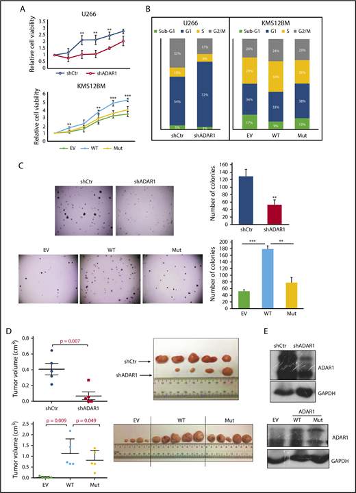 Figure 3. ADAR1 exhibits oncogenic effects in an RNA-editing-dependent manner. (A) Cell growth curve of U266 (top) and KMS12BM (bottom) after ADAR1 knockdown and overexpression during a 5-day course. (B) Percentage cell population in different cell cycle phases of U266 and KMS12BM after ADAR1 knockdown and overexpression. (C) Representative images and the quantification of colonies formed in U266 (top) and KMS12BM (bottom) grown in methylcellulose-based media during a 7-14-day period. Each experiment was performed in triplicate, and data were expressed as the mean ± sd of triplicate wells. (D) Quantification of tumor volume and image of tumors formed in mice engrafted with U266-shCtrl and U266-shADAR1 at both the left and the right flanks, respectively (n = 5), and in mouse groups engrafted with OCIMY5-EV, OCIMY5-ADAR1-WT, or OCIMY5-ADAR1-Mutant (n = 15). (E) Western blot showing ADAR1 protein expression deriving from the harvested and lysed mouse tumors. **P < .05; ***P < .001.