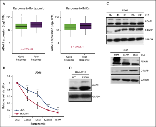Figure 4. High ADAR1 mediates resistance of MM cells toward MM therapies. (A) Correlation of ADAR1 expression with patients’ response toward bortezomib-based and immunomodulatory drugs (IMIDs)-based treatments on the CoMMpass clinical trial. Poor response is represented by patients in stable disease and progressive disease stages. Good response is represented by patients who demonstrated complete response, very good partial response, and partial response. (B) Cell viability of U266-shCtrl and U266-shADAR1 cells on treatment with bortezomib of increasing concentration at 48 hours. (C) Western blot analysis of U266 on bortezomib treatment at different times (upper) and doses (lower). (D) Western blot analysis of the wild type (WT) and bortezomib-resistant (P100V) RPMI-8226 cell line. WT cell line was cultured in standard medium, whereas P100V was persistently cultured in medium containing 100 nM bortezomib. **P < .05; ***P < .001.