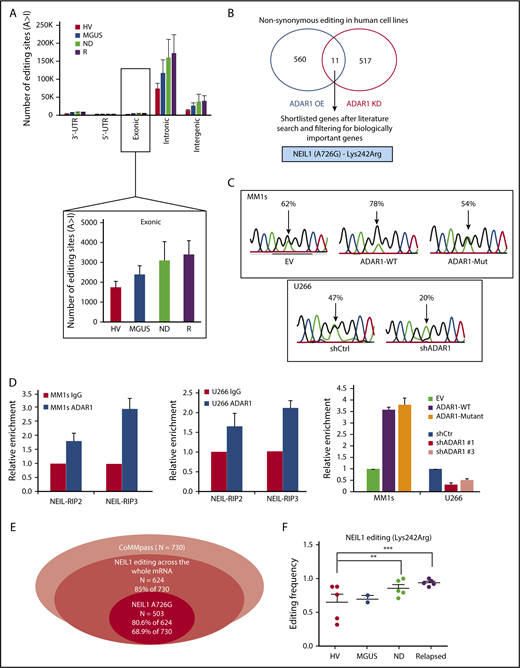 Figure 5. NEIL1 is an important editing target of ADAR1 in MM. (A, top) Distribution of the number of editing sites across different regions on the transcript. (Bottom) The average number of editing sites only on the exon region of mRNA in patients from different disease stages. (B) Venn diagram illustrating the number of nonsynonymous editing (identified from RNA-seq) in ADAR1-overexpressed (MM1s) and knockdown (U266) HMCLs. KD, knockdown; OE, overexpression. (C) Sequence chromatogram of NEIL1 demonstrating the A726G editing frequencies in MM1s and U266 on ADAR1 overexpression and knockdown, respectively. (D) RNA-immunoprecipitation assay documenting the fold enrichment of NEIL1 transcripts on ADAR1 protein in MM1s and U266 at the basal state and when ADAR1 was OE or KD. RIP2 and RIP3 are results from 2 different sets of primers encompassing nucleotide 726 of NEIL1 mRNA. (E) Venn diagram presenting the statistics of NEIL1 editing across the whole mRNA and at the specific site of interest (A726G). (F) The frequency of NEIL1 editing (A726G) in the transcripts of patients (in-house) from different disease stages. **P < .05; ***P < .001.